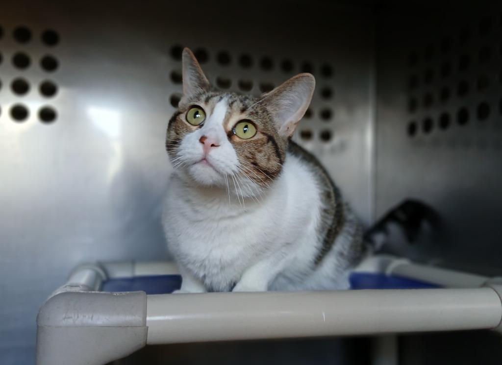 Malibu, a Adoptable mixed breed in Ladysmith, WI image 3/4