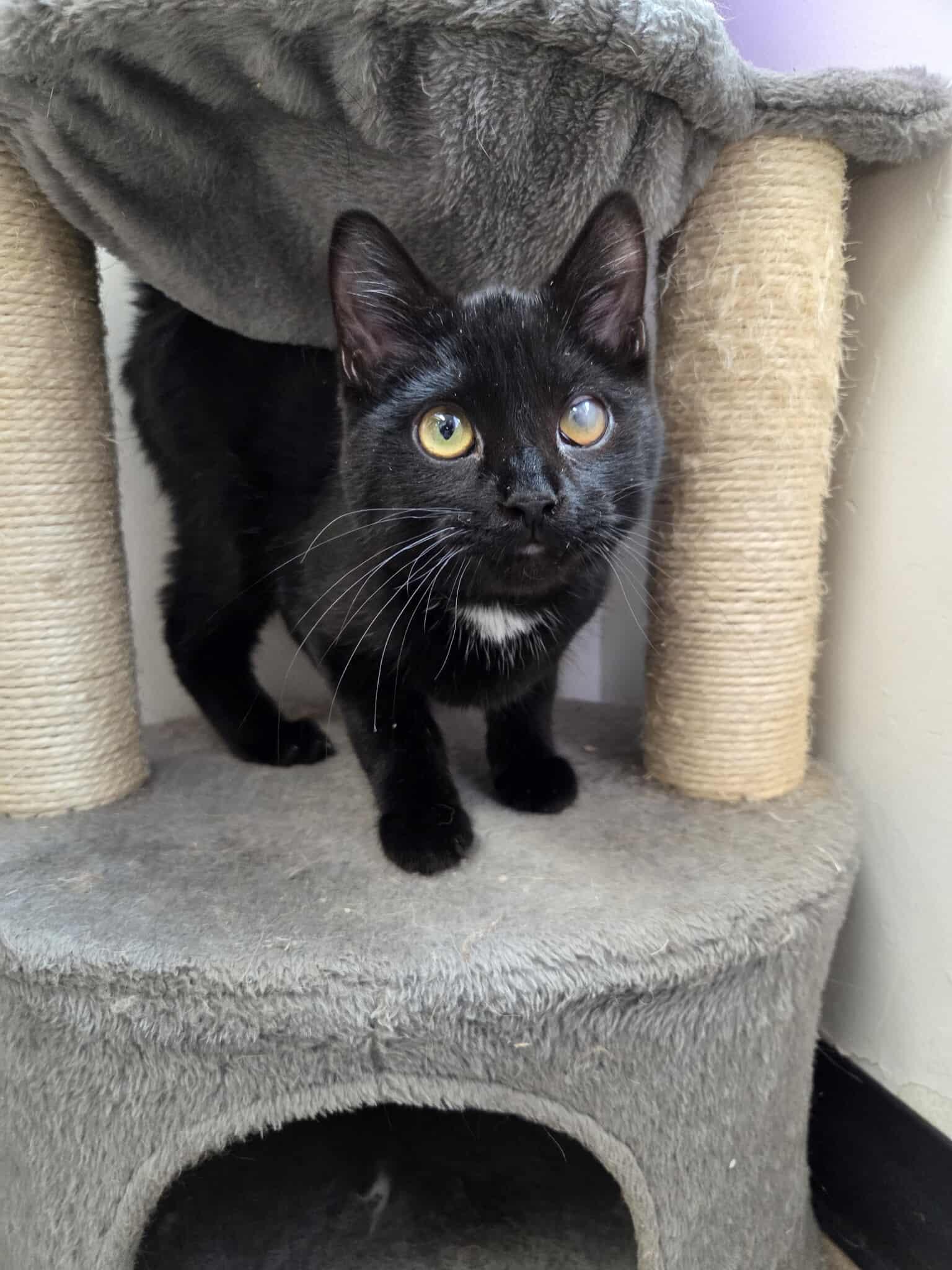 Barricade, an adoptable Domestic Short Hair in Roosevelt, UT, 84066 | Photo Image 1