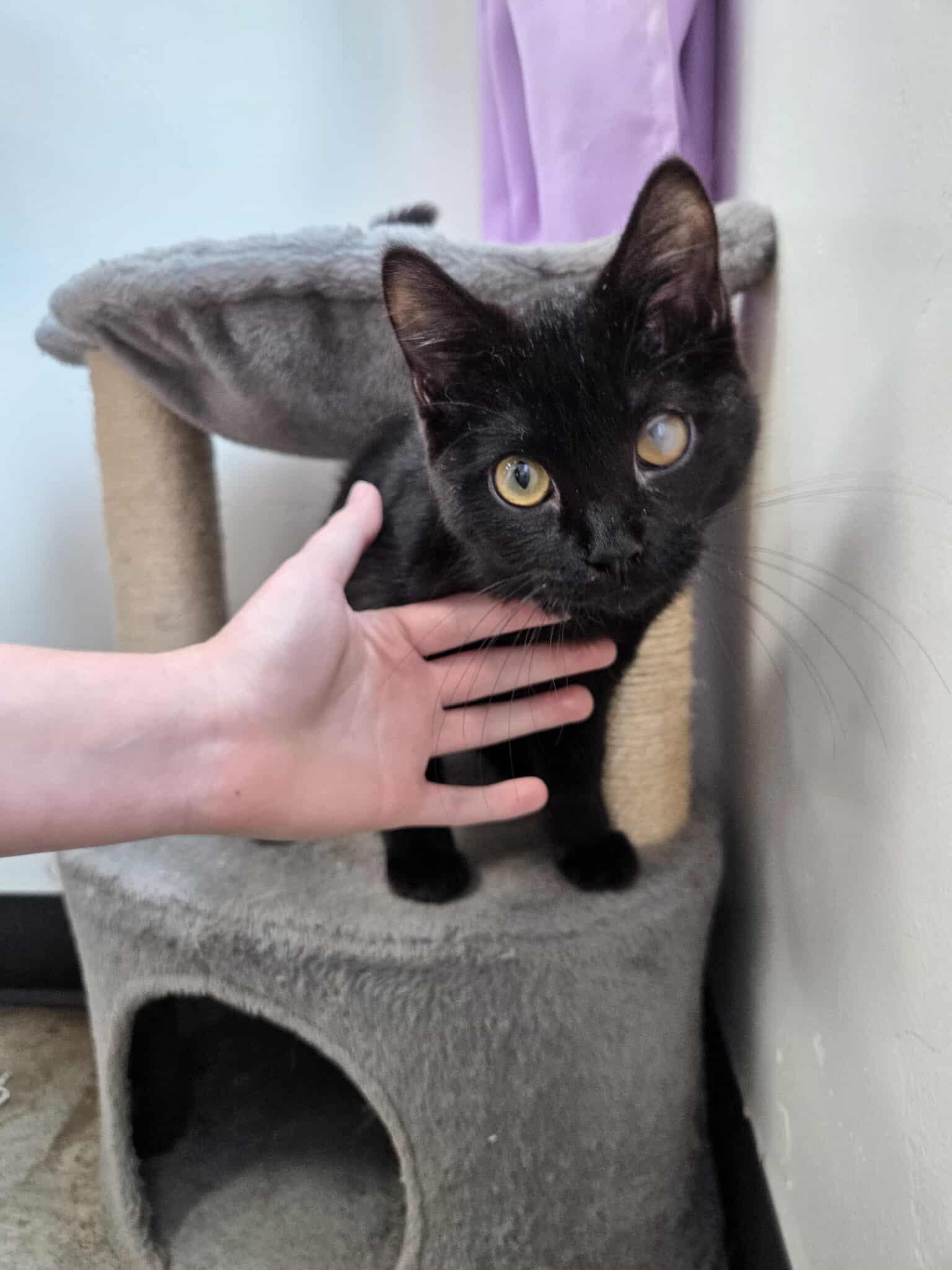 Barricade, an adoptable Domestic Short Hair in Roosevelt, UT, 84066 | Photo Image 2