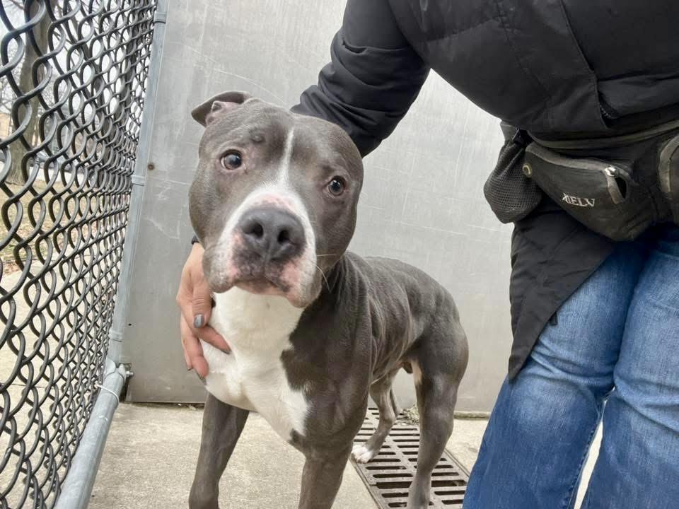 Zion, a ADOPTABLE Pit Bull Terrier in Chicago, IL image 3/5