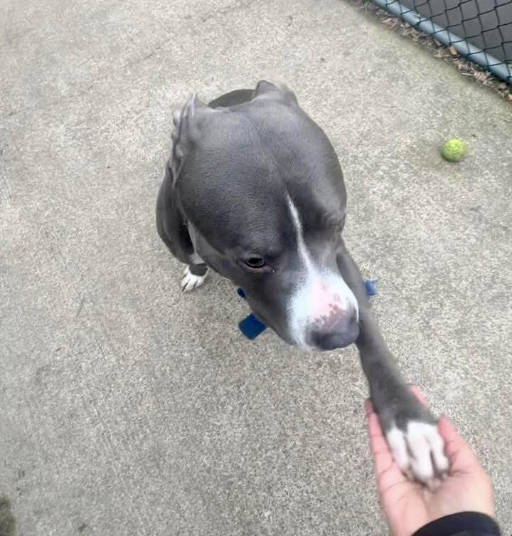 Zion, a ADOPTABLE Pit Bull Terrier in Chicago, IL image 2/5