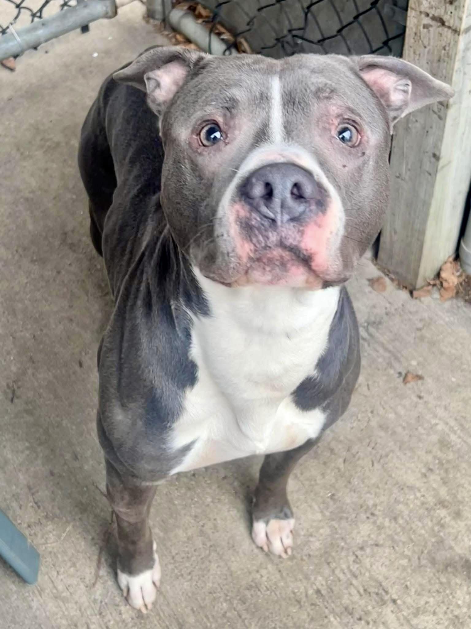 Zion, ADOPTABLE, Adult Male Pit Bull Terrier.