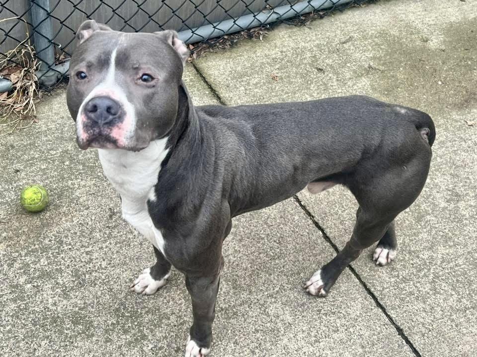 Zion, a ADOPTABLE Pit Bull Terrier in Chicago, IL image 4/5