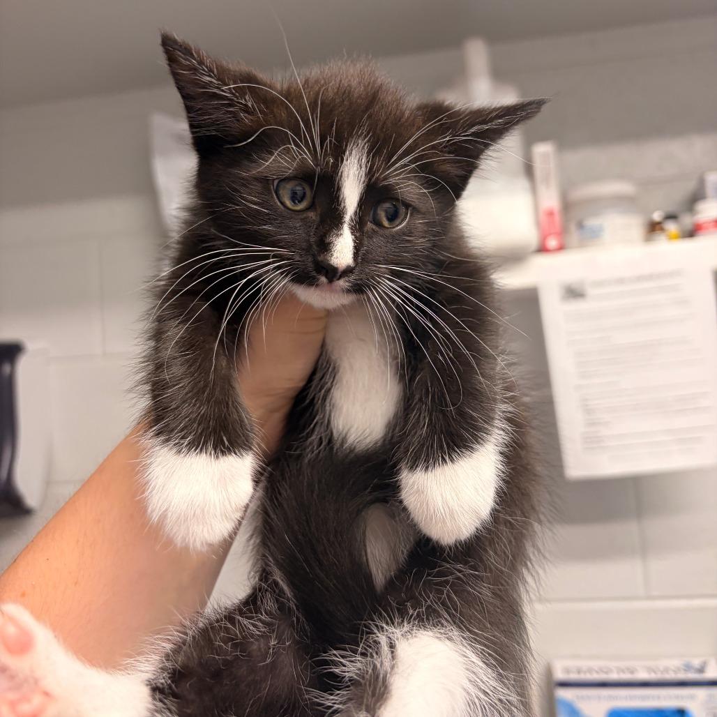 Oreo, Adoptable, Kitten Female Domestic Short Hair.