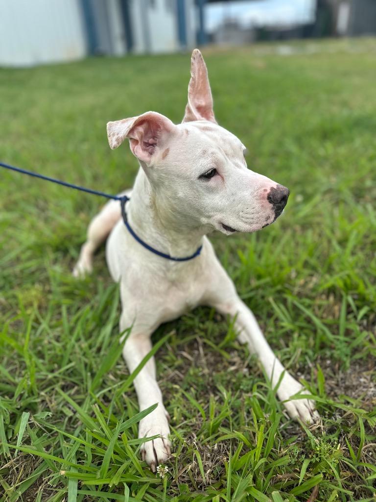 Enlarge Cinderella, a Adoptable Mixed Breed in Jonesboro, AR image 1/4