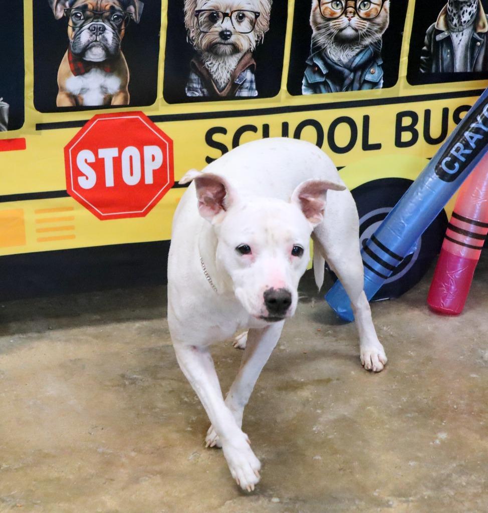 Enlarge Cinderella, a Adoptable Mixed Breed in Jonesboro, AR image 2/4