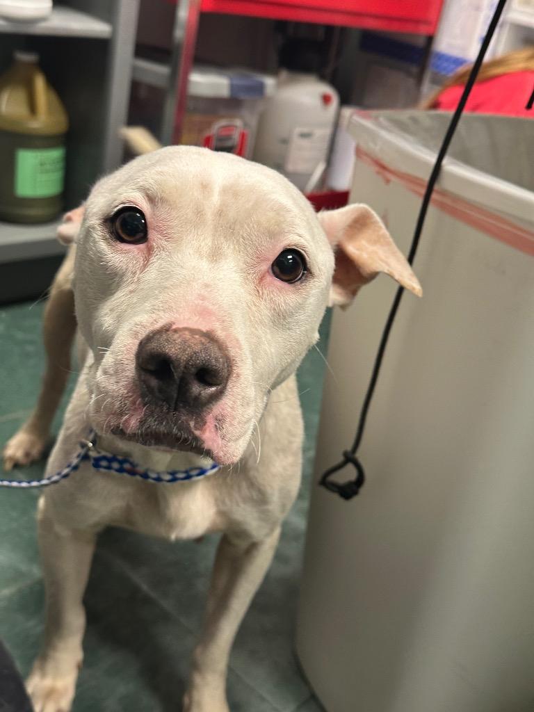 Enlarge Cinderella, a Adoptable Mixed Breed in Jonesboro, AR image 4/4