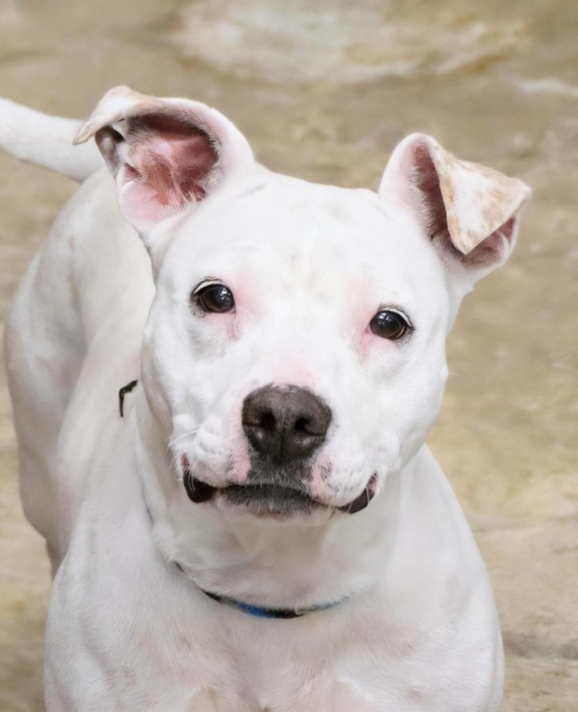 Cinderella, Adoptable, Young Female Mixed Breed.