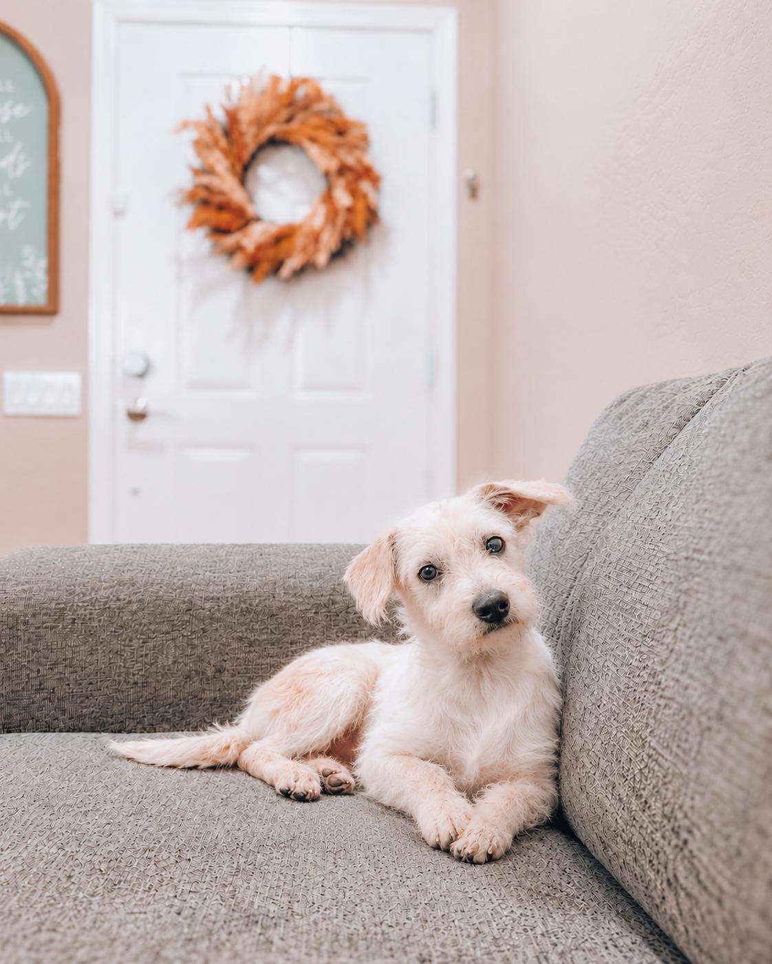 Starlord, Adoptable, Puppy Male Poodle & Terrier.
