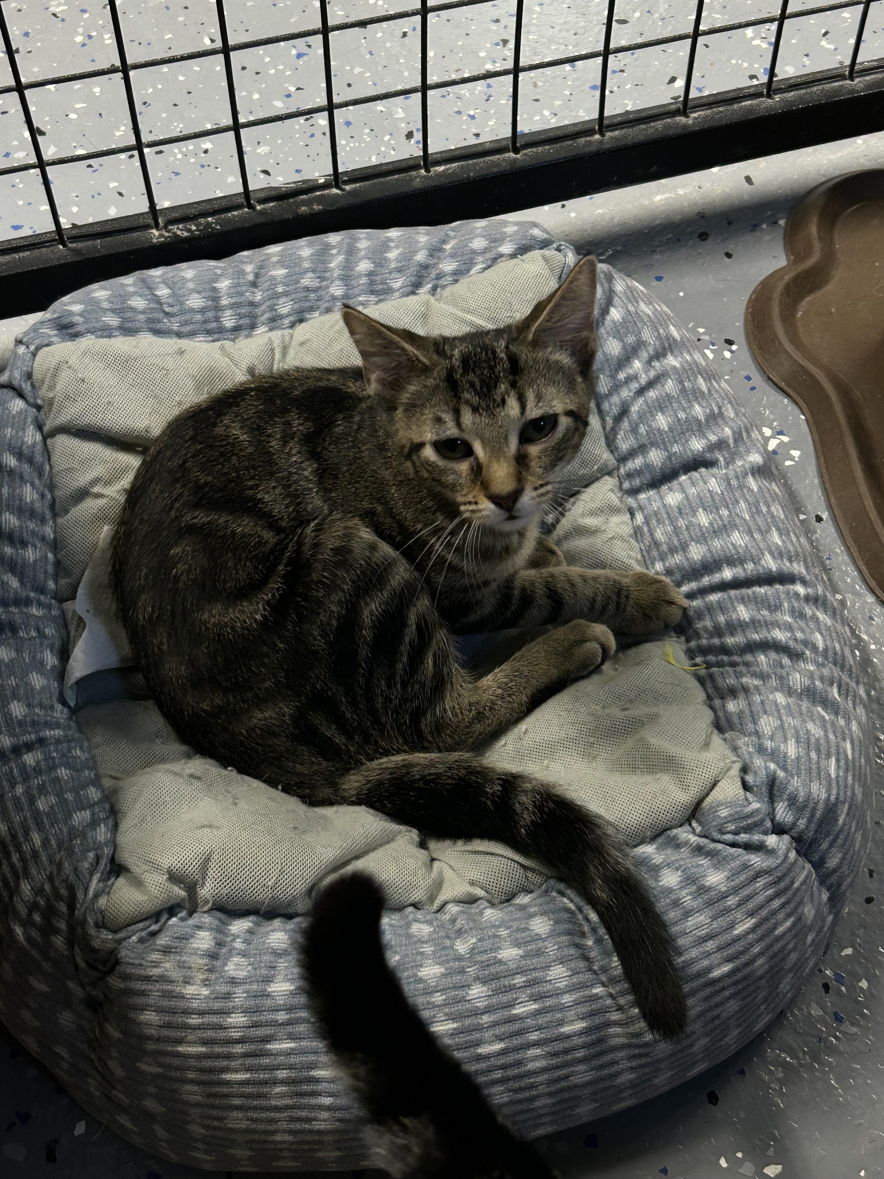 Minnie, a ADOPTABLE Domestic Short Hair in Holland, MI image 4/4