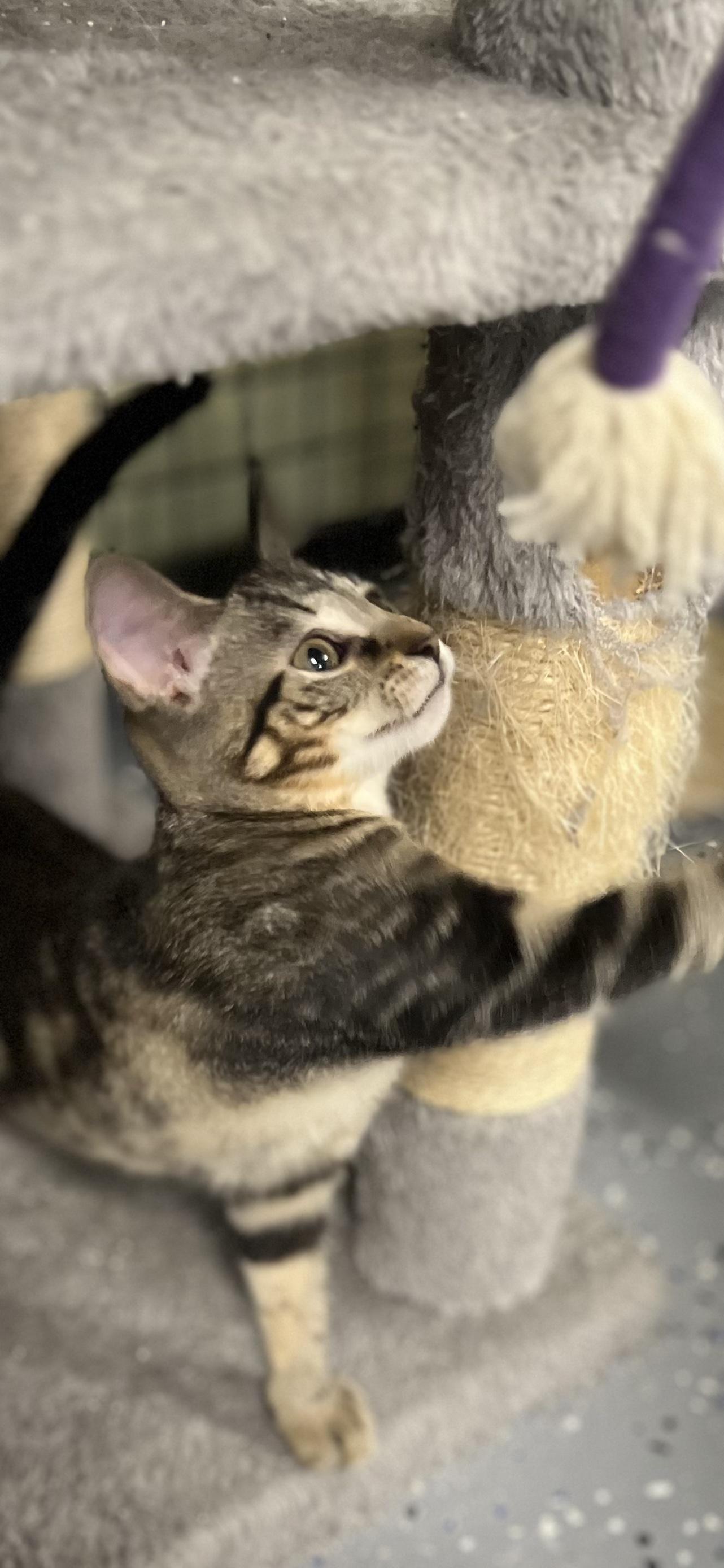 Minnie, a ADOPTABLE Domestic Short Hair in Holland, MI image 2/4