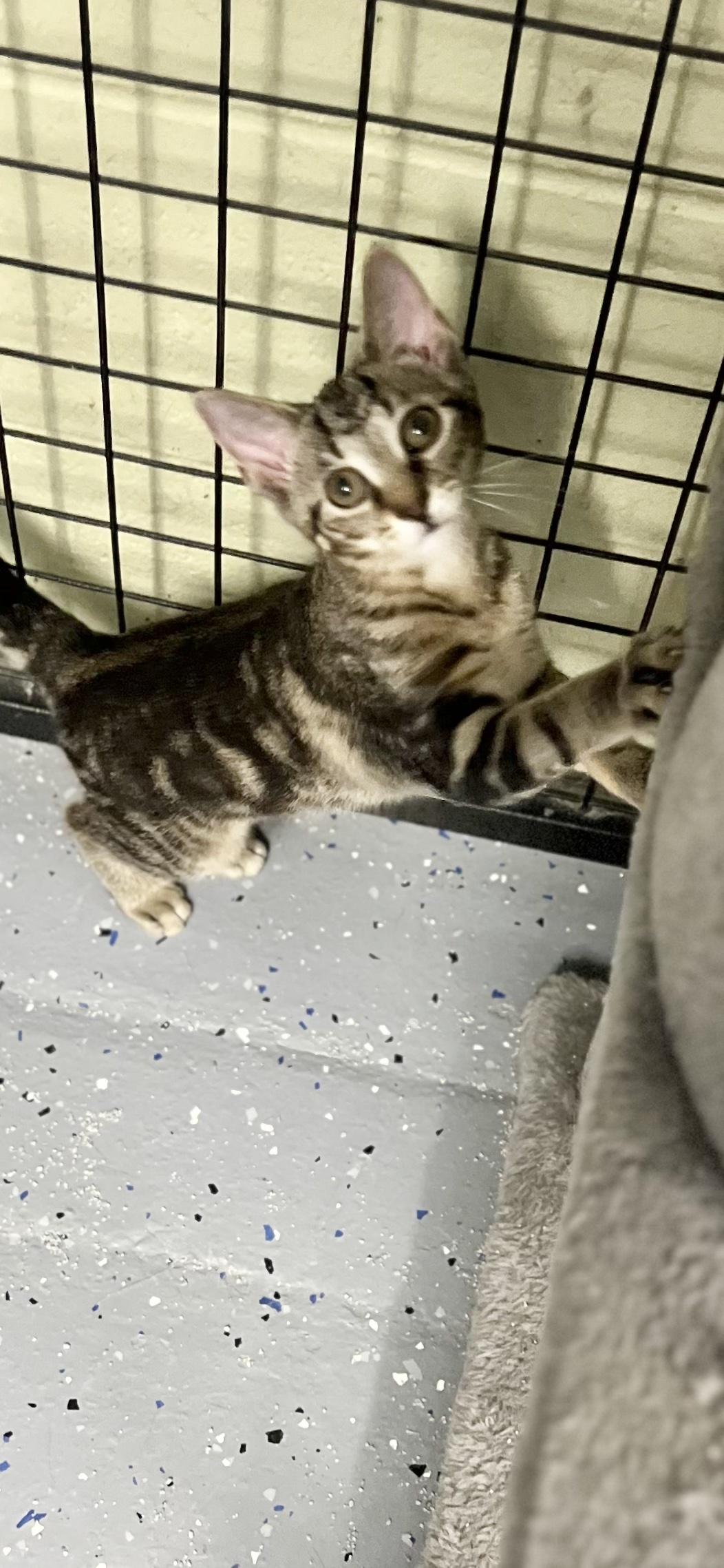 Minnie, a ADOPTABLE Domestic Short Hair in Holland, MI image 3/4