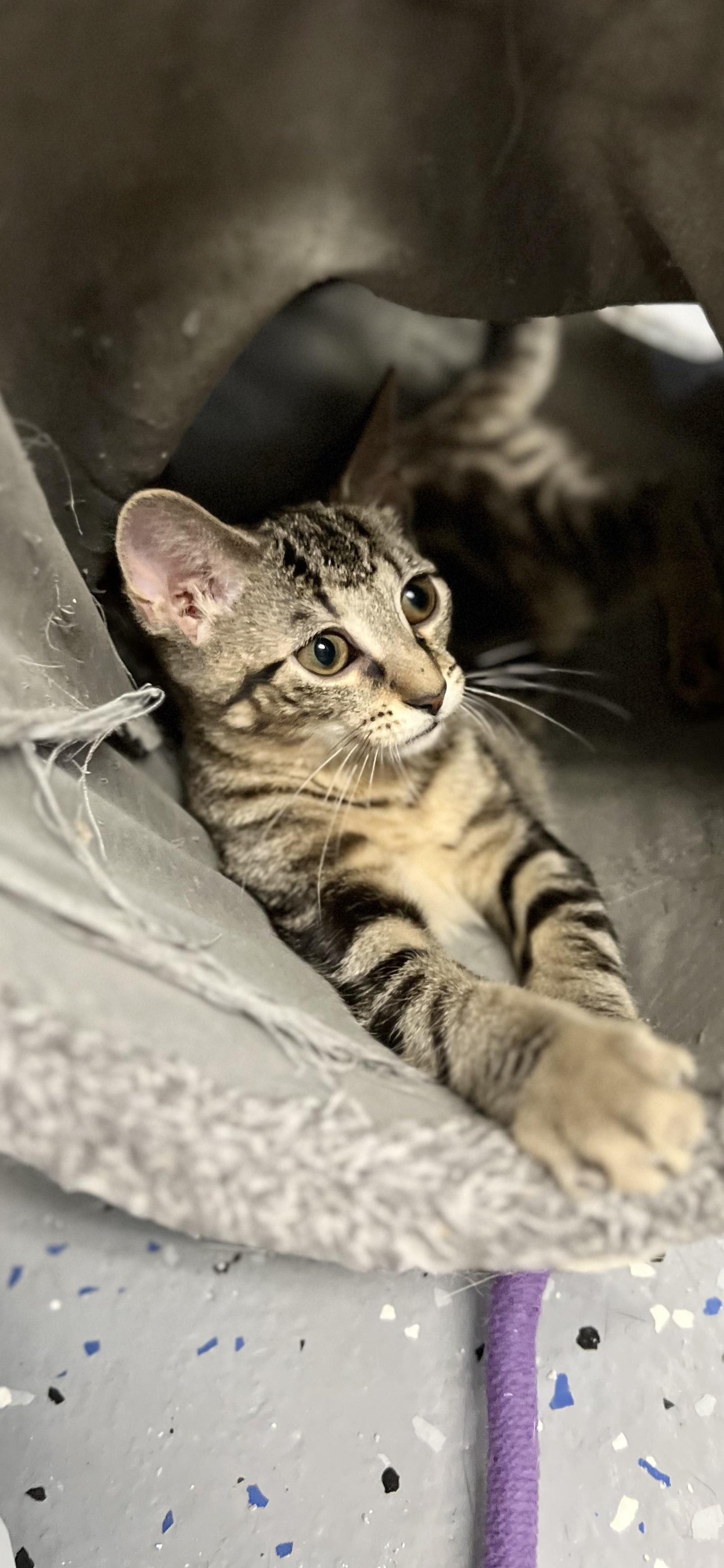 Minnie, a ADOPTABLE Domestic Short Hair in Holland, MI image 1/4