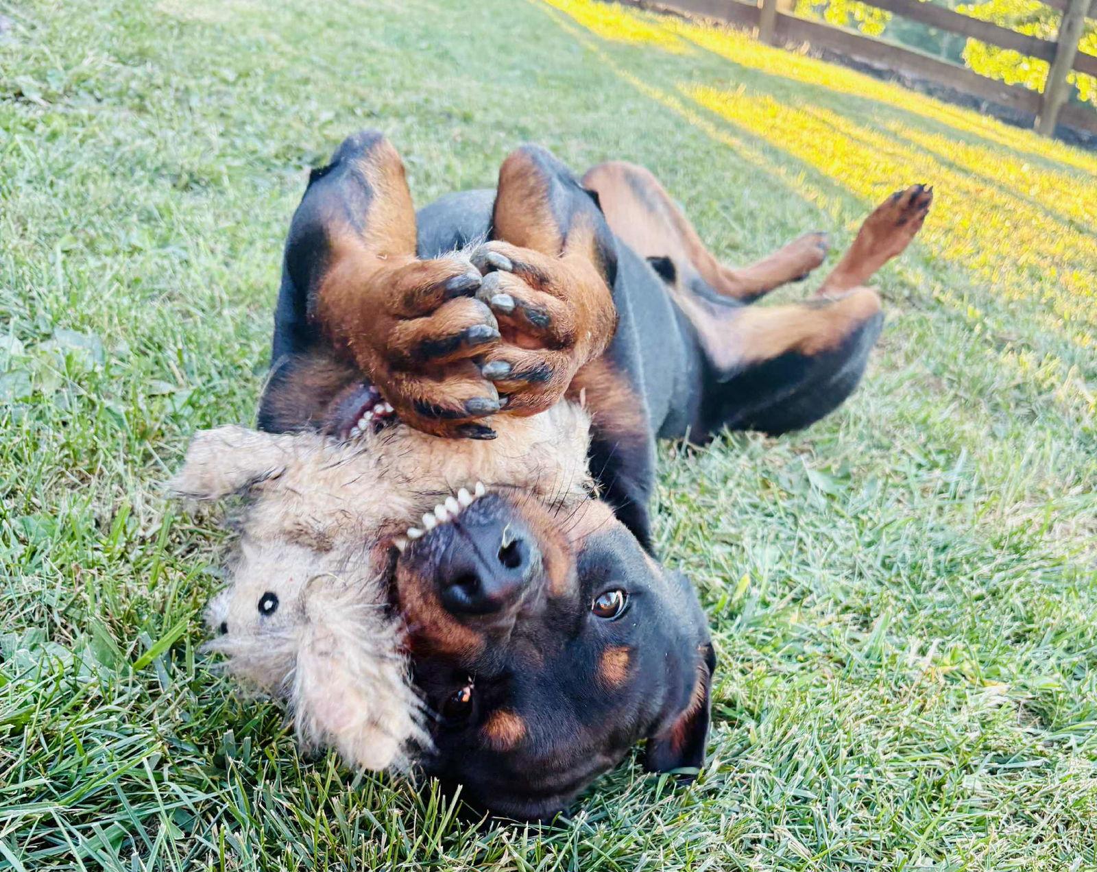 Macho, Adopted, Adult Male Rottweiler.