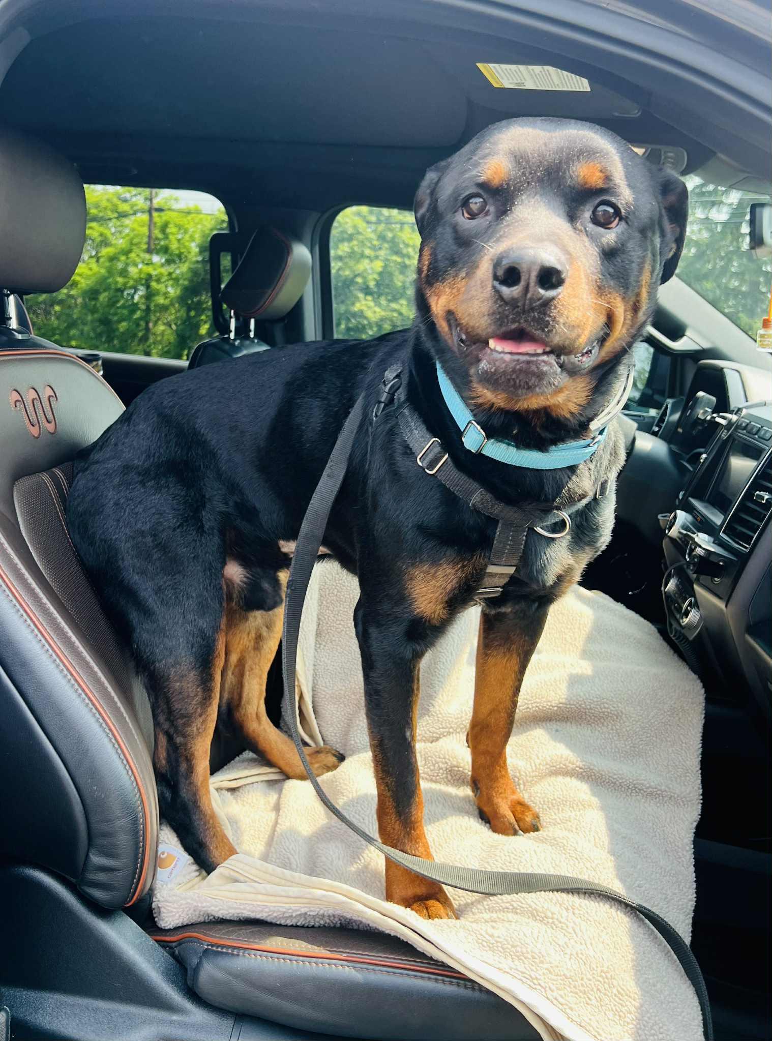 Enlarge Macho, a Adopted Rottweiler in Berkeley Springs, WV image 2/3