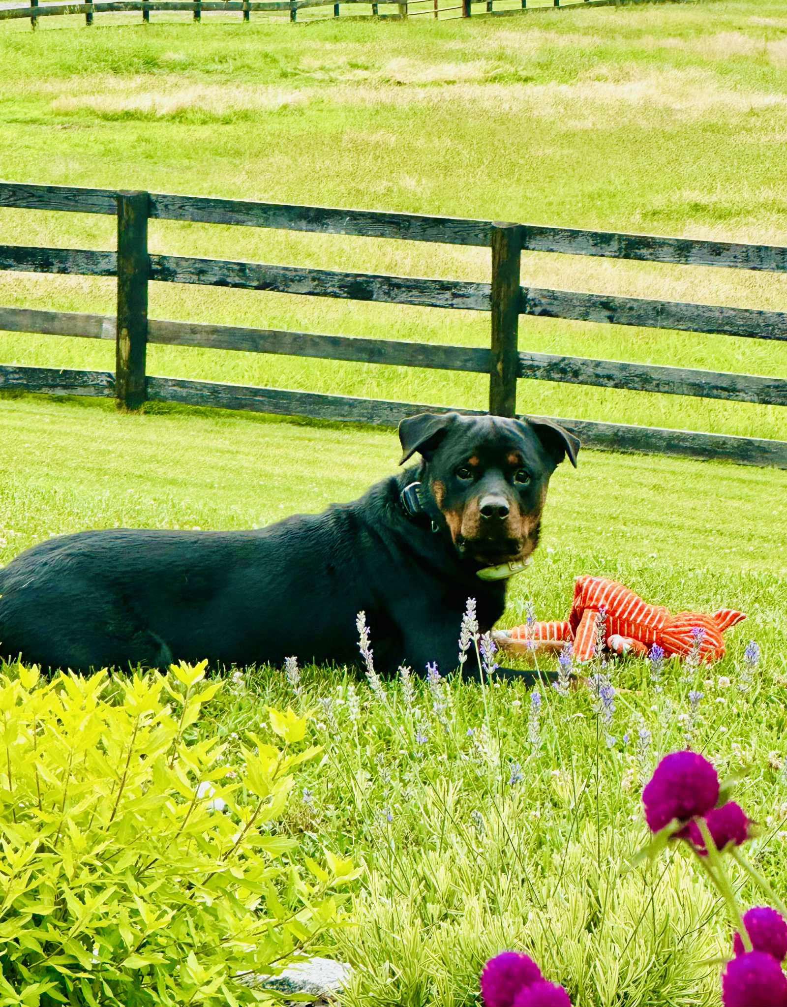 Enlarge Macho, a Adopted Rottweiler in Berkeley Springs, WV image 3/3