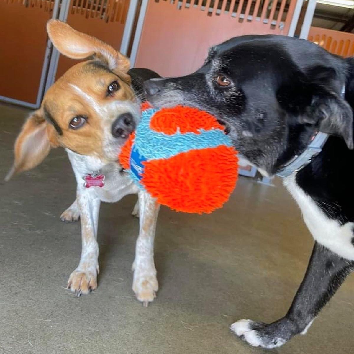 Enlarge Giselle, a ADOPTABLE mixed breed in Bella Vista, AR image 2/2