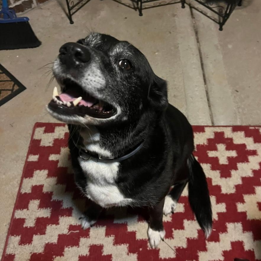 Enlarge Giselle, a ADOPTABLE mixed breed in Bella Vista, AR image 1/2