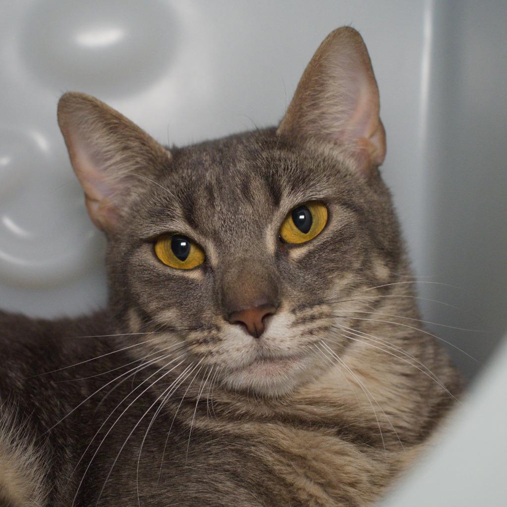 Enlarge Ghirardelli Brownies, a Adoptable mixed breed in Shoreline, WA image 1/1