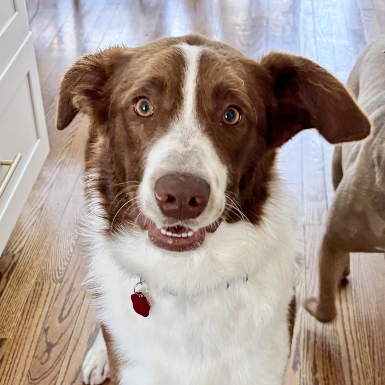 OLIVER, adopted, Puppy Male Australian Shepherd & Border Collie.