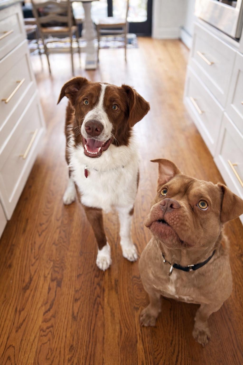 OLIVER, an adopted mixed breed in Branford, CT image 2/4