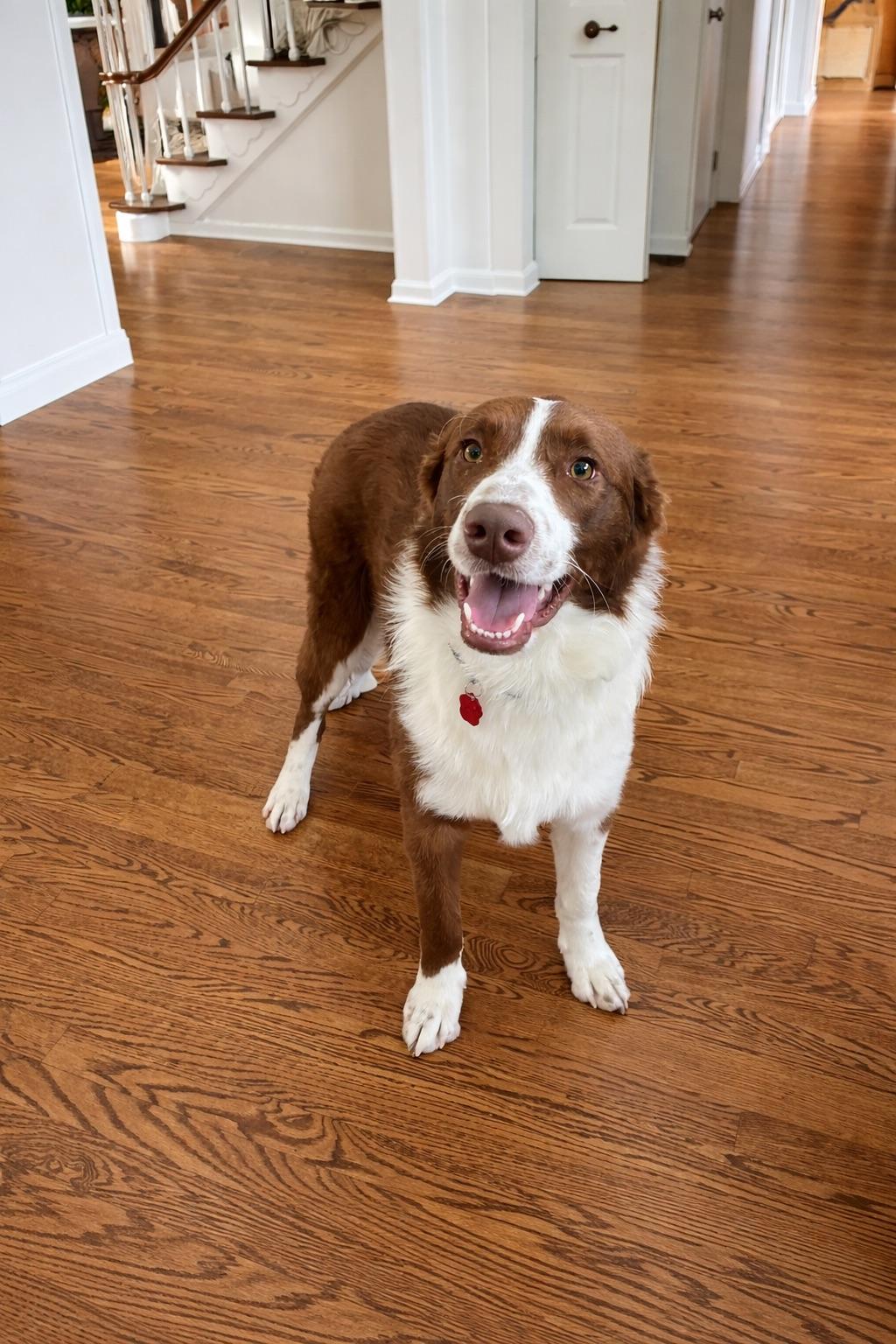 OLIVER, an adopted mixed breed in Branford, CT image 3/4