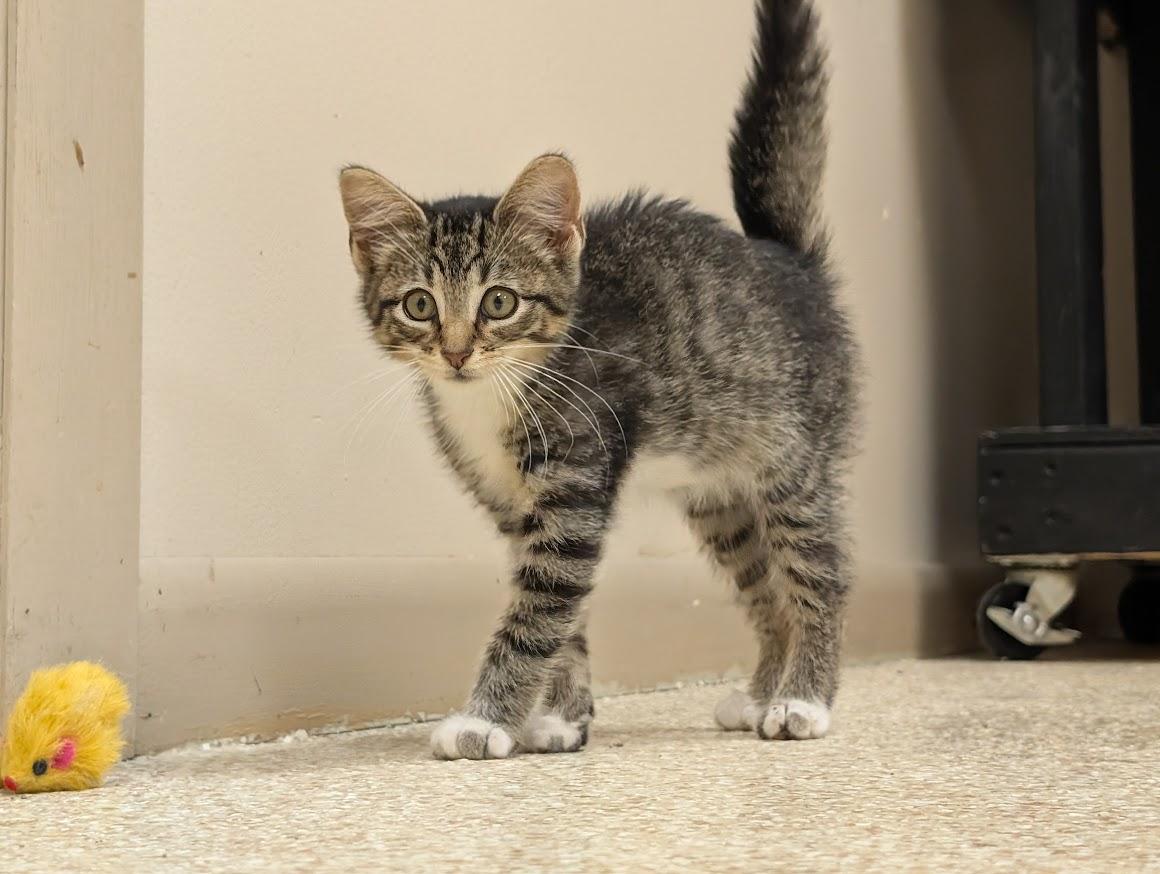 Mackie, Adopted, Young Male Domestic Short Hair.