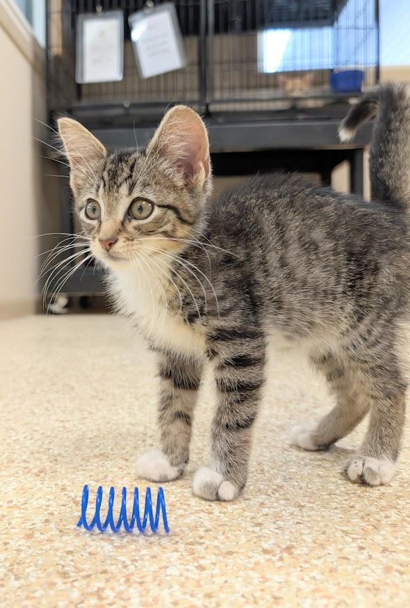 Enlarge Mackie, a Adopted Domestic Short Hair in Waupun, WI image 2/4
