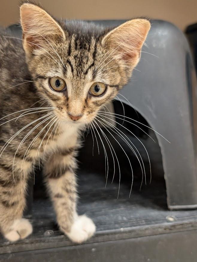 Enlarge Mackie, a Adopted Domestic Short Hair in Waupun, WI image 4/4