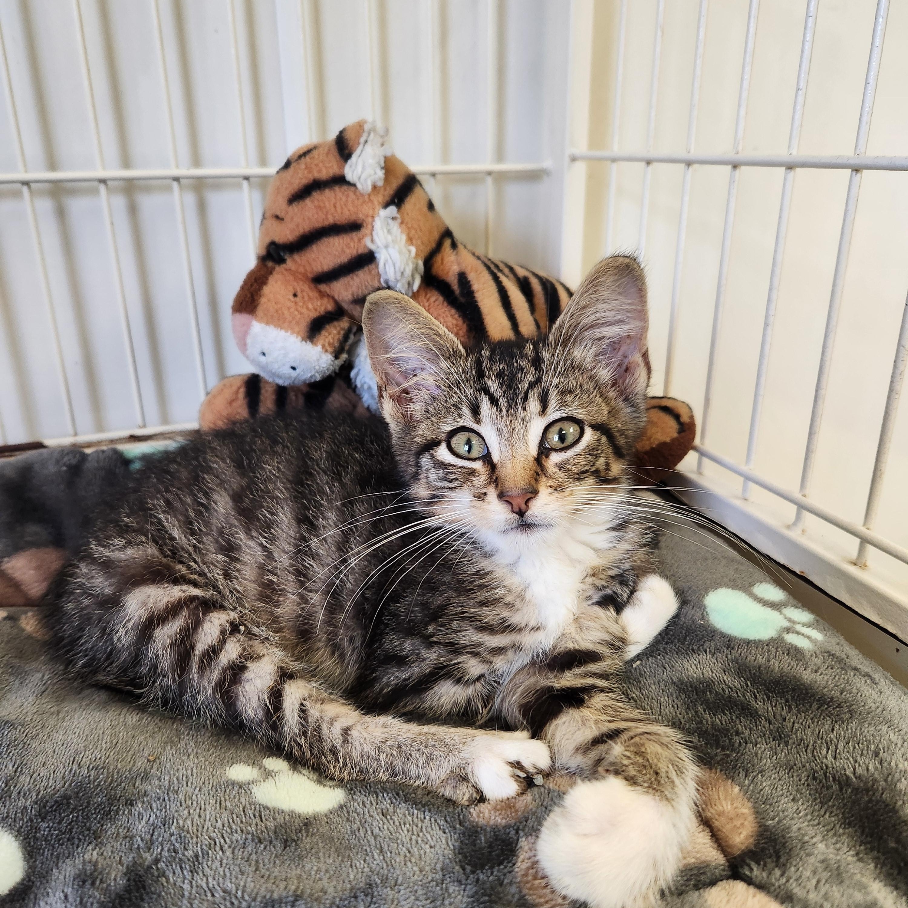 Enlarge Mackie, a Adopted Domestic Short Hair in Waupun, WI image 3/4