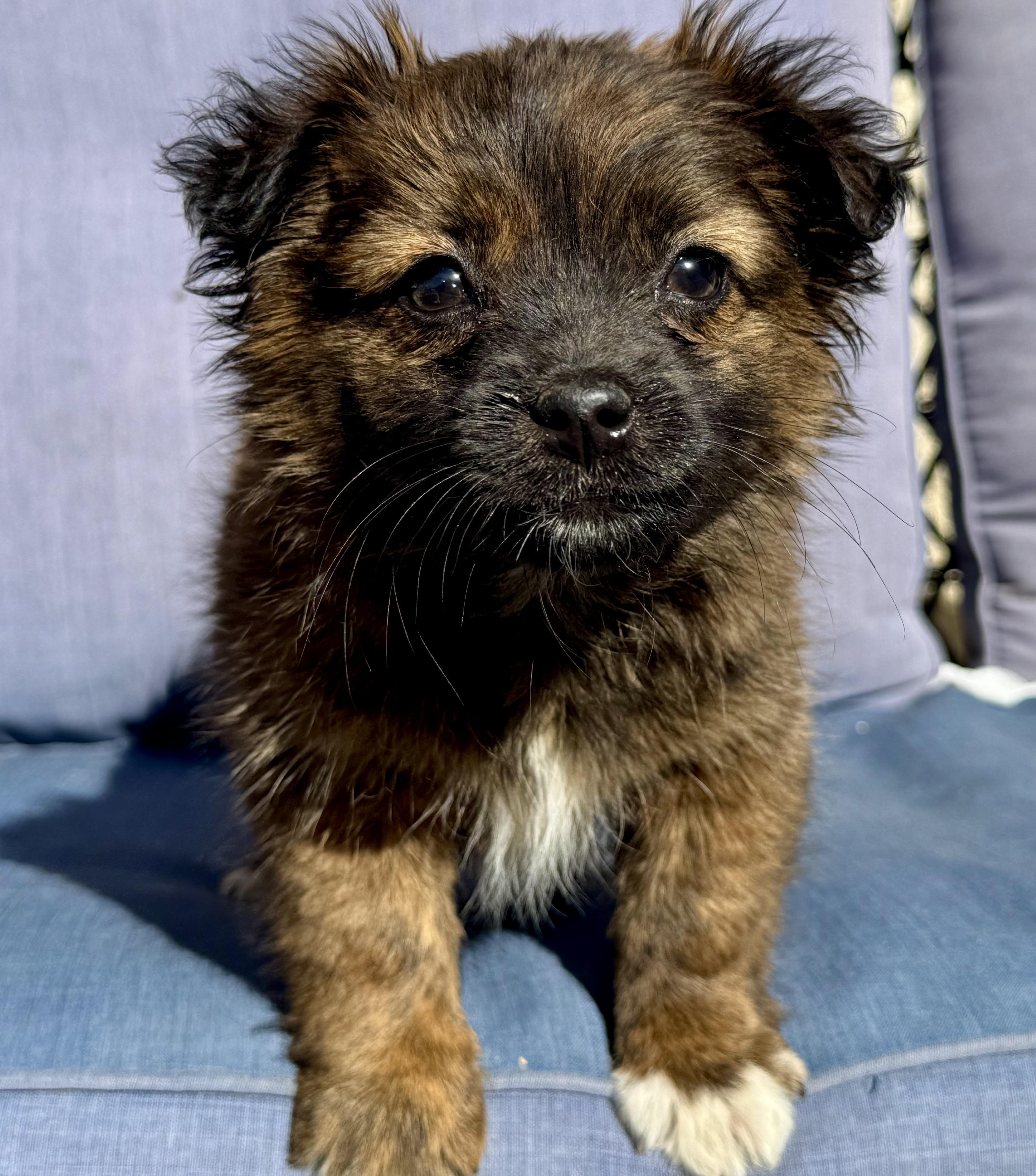 Atlas , an adopted mixed breed in ontario, CA image 1/4