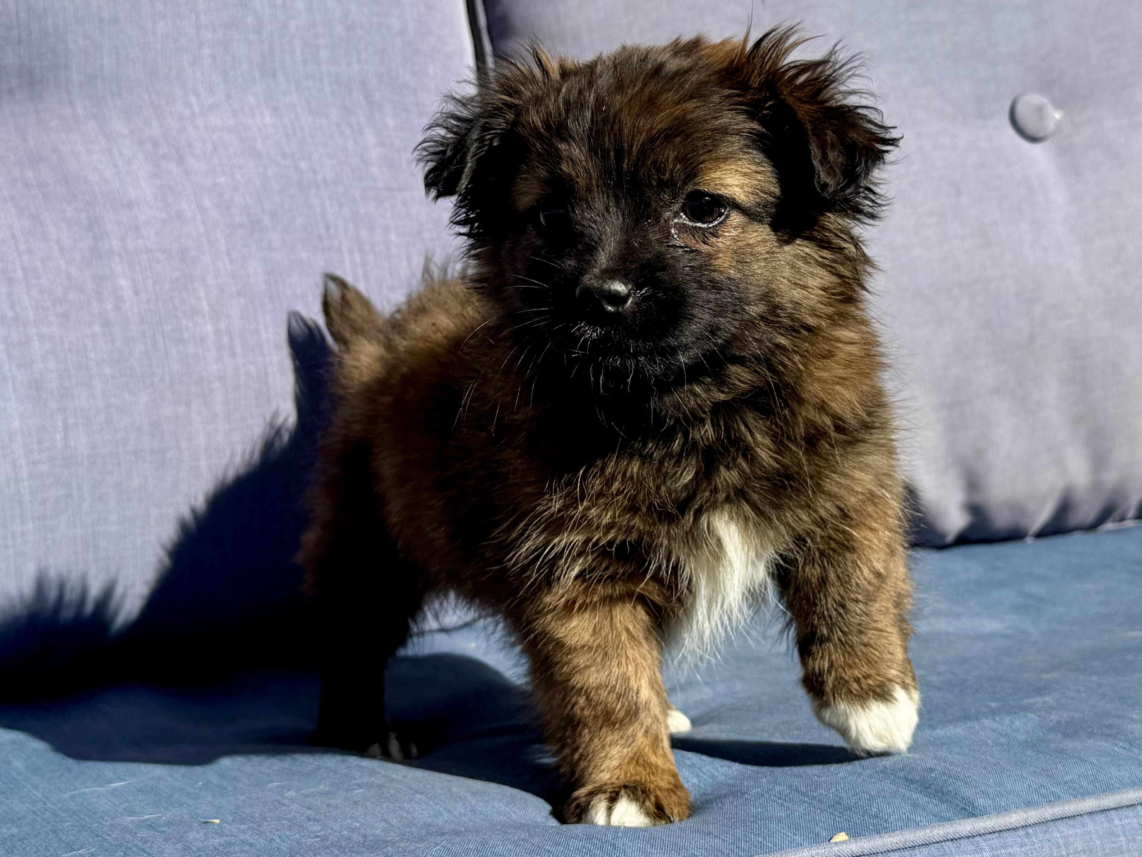 Atlas , an adopted mixed breed in ontario, CA image 2/4