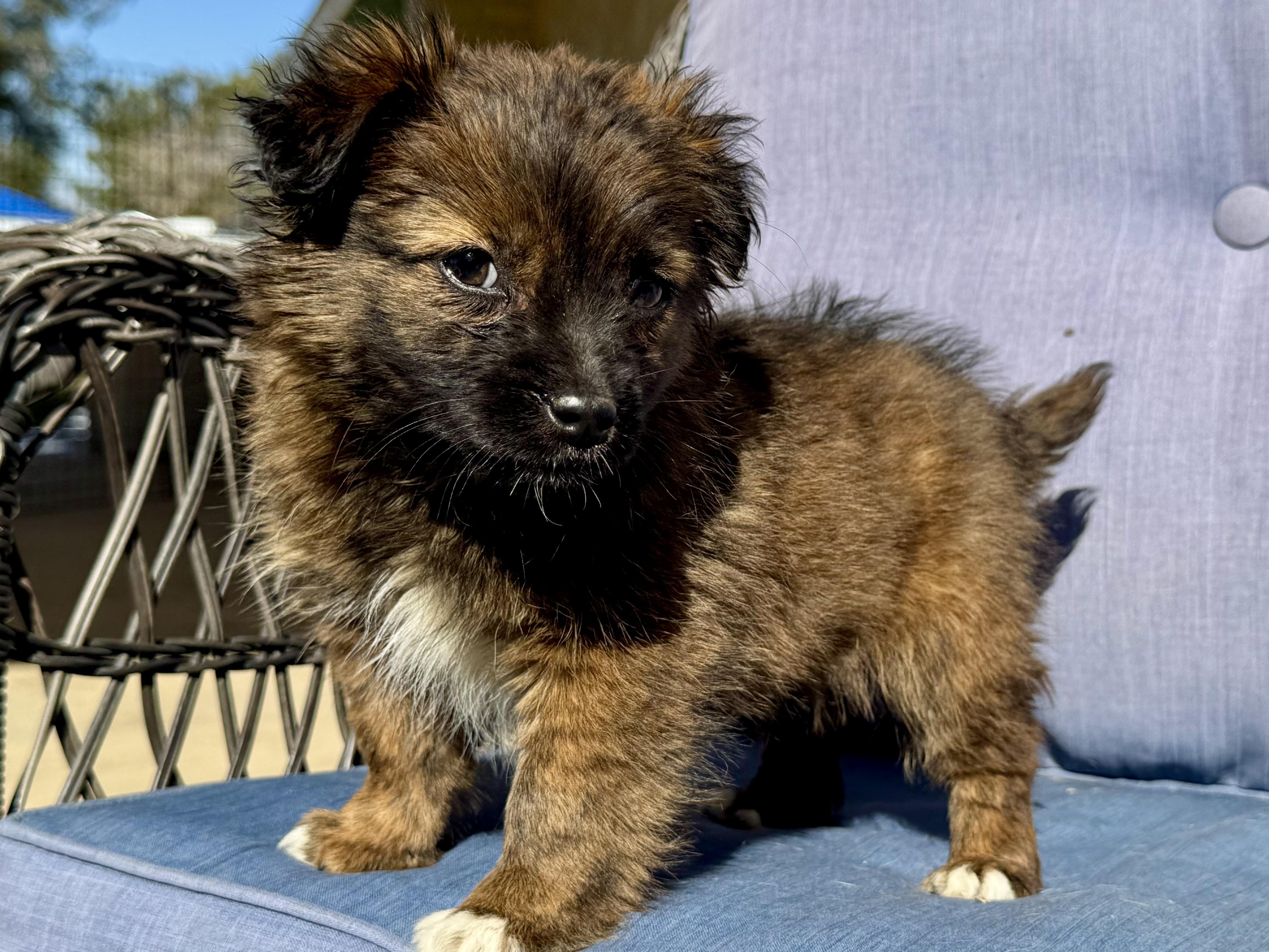 Atlas , an adopted mixed breed in ontario, CA image 3/4