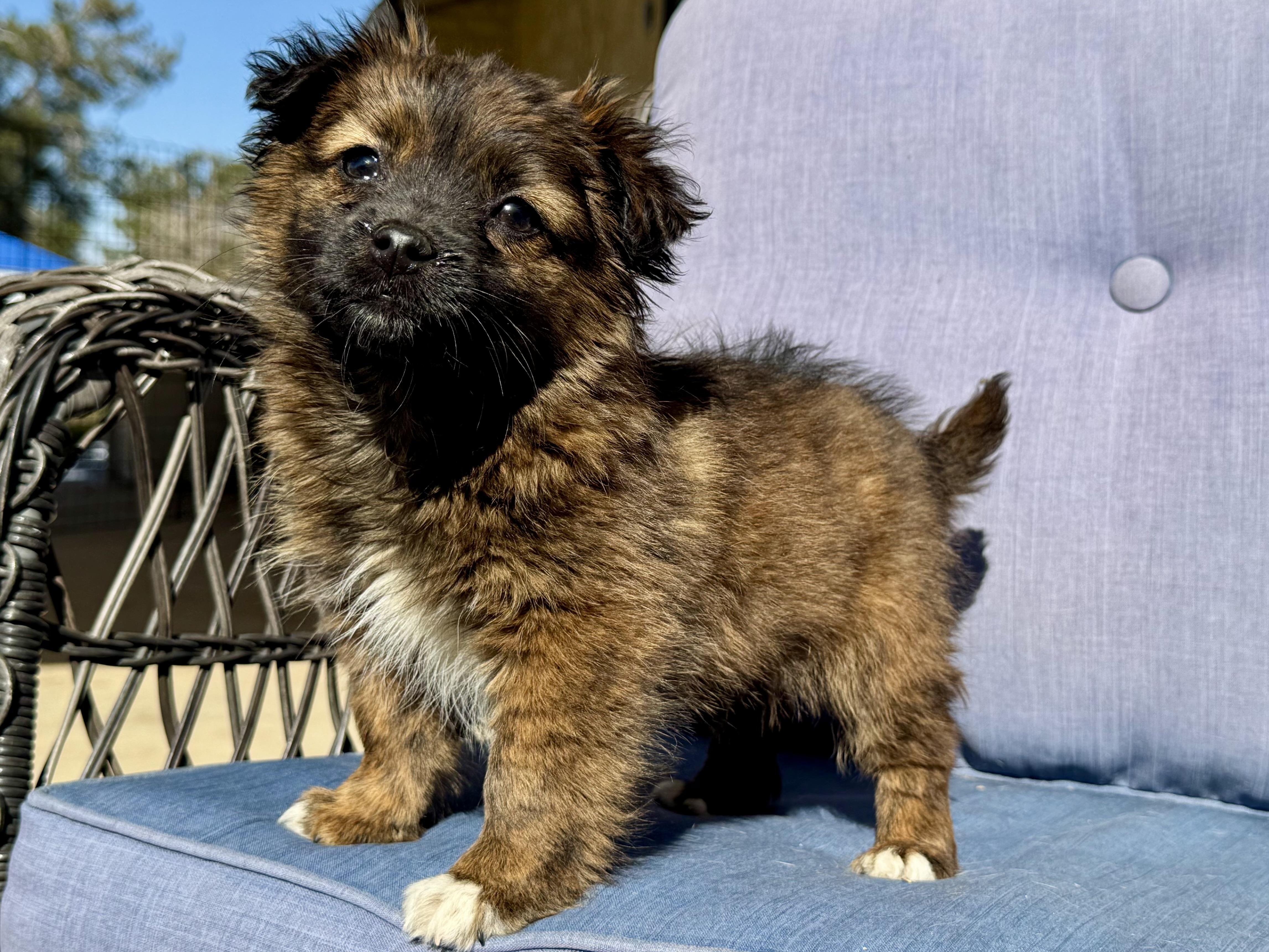 Atlas , an adopted mixed breed in ontario, CA image 4/4