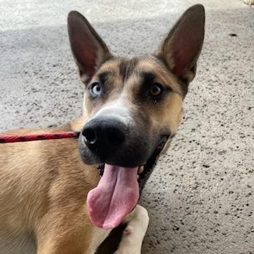 Almond - Last-Minute Rescue Needs New Home!