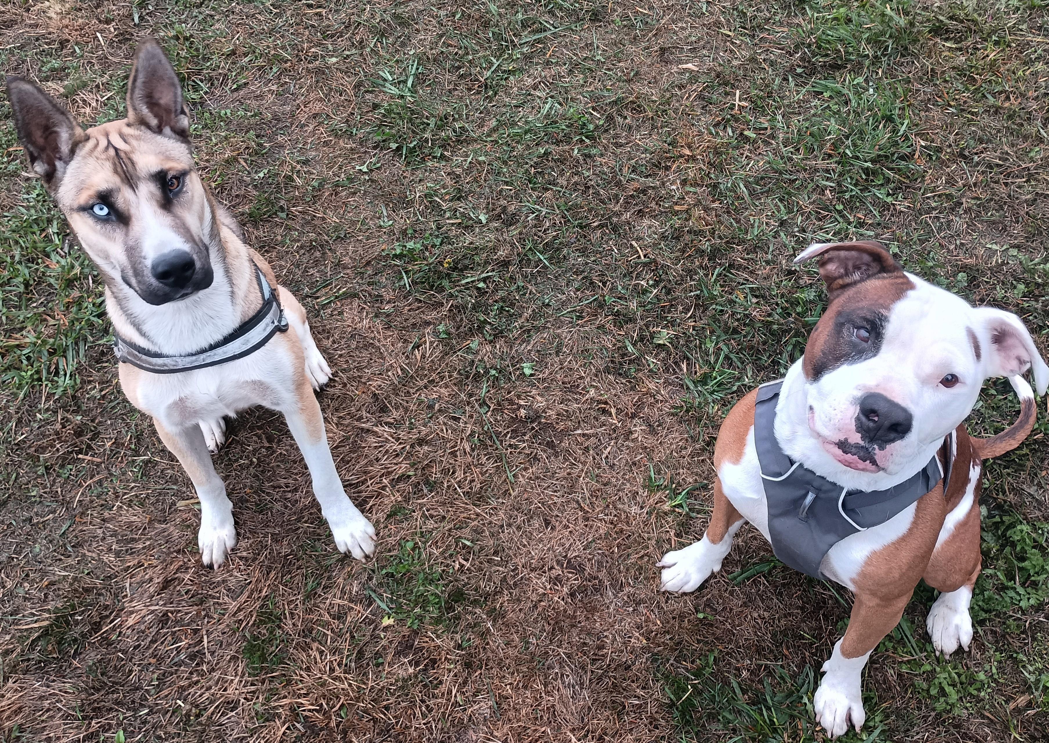 Almond - Last-Minute Rescue Needs New Home!