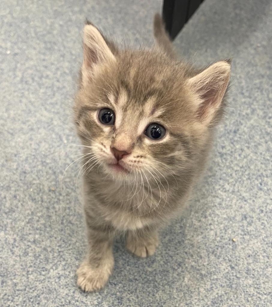 (S) Rebecca, Adopted, Kitten Female Domestic Short Hair.