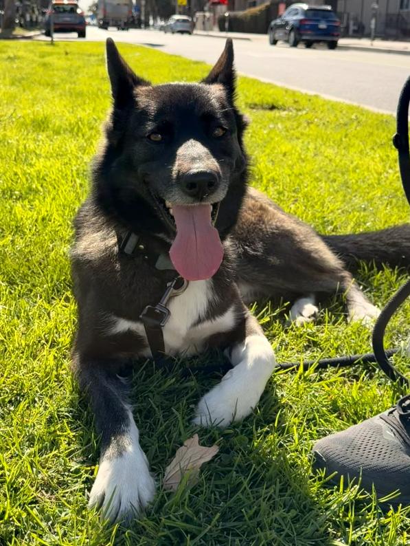 Enlarge Buddy, a Adoptable Border Collie in Santa Clarita, CA image 1/6