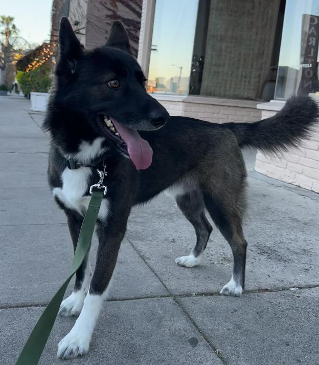 Enlarge Buddy, a Adoptable Border Collie in Santa Clarita, CA image 3/6