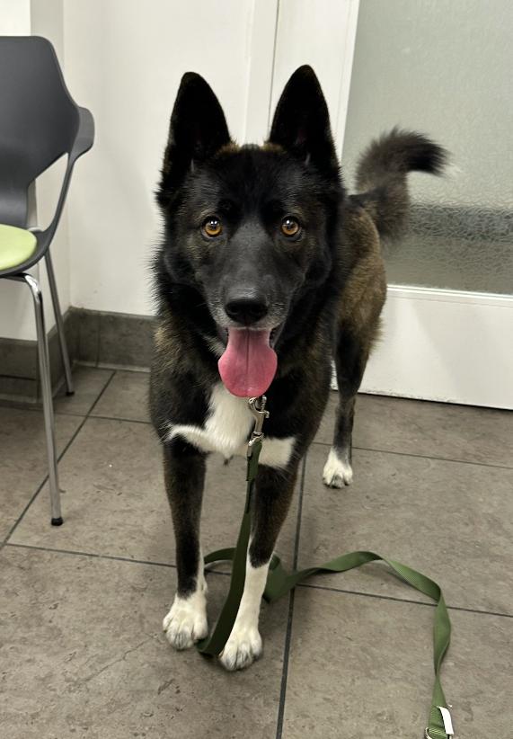 Enlarge Buddy, a Adoptable Border Collie in Santa Clarita, CA image 4/6