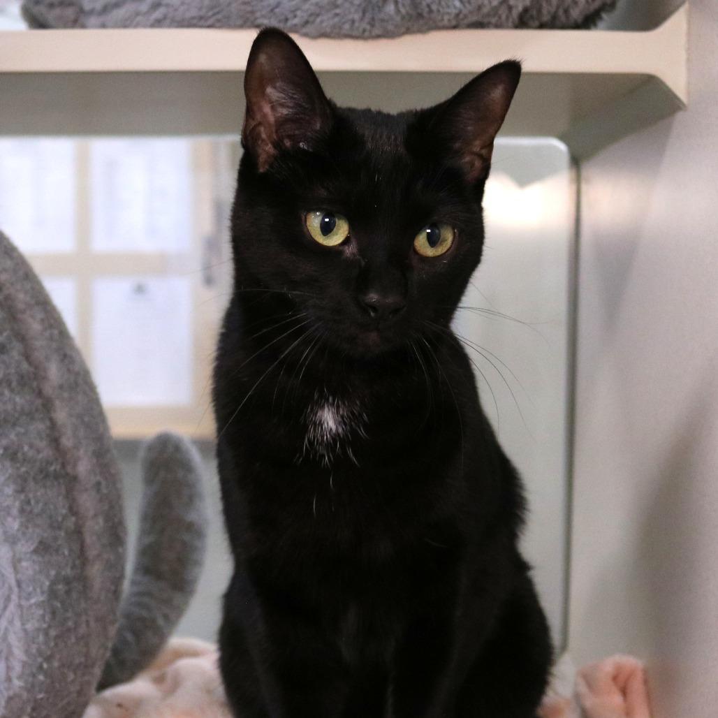 Fall, Adoptable, Young Female Domestic Short Hair.