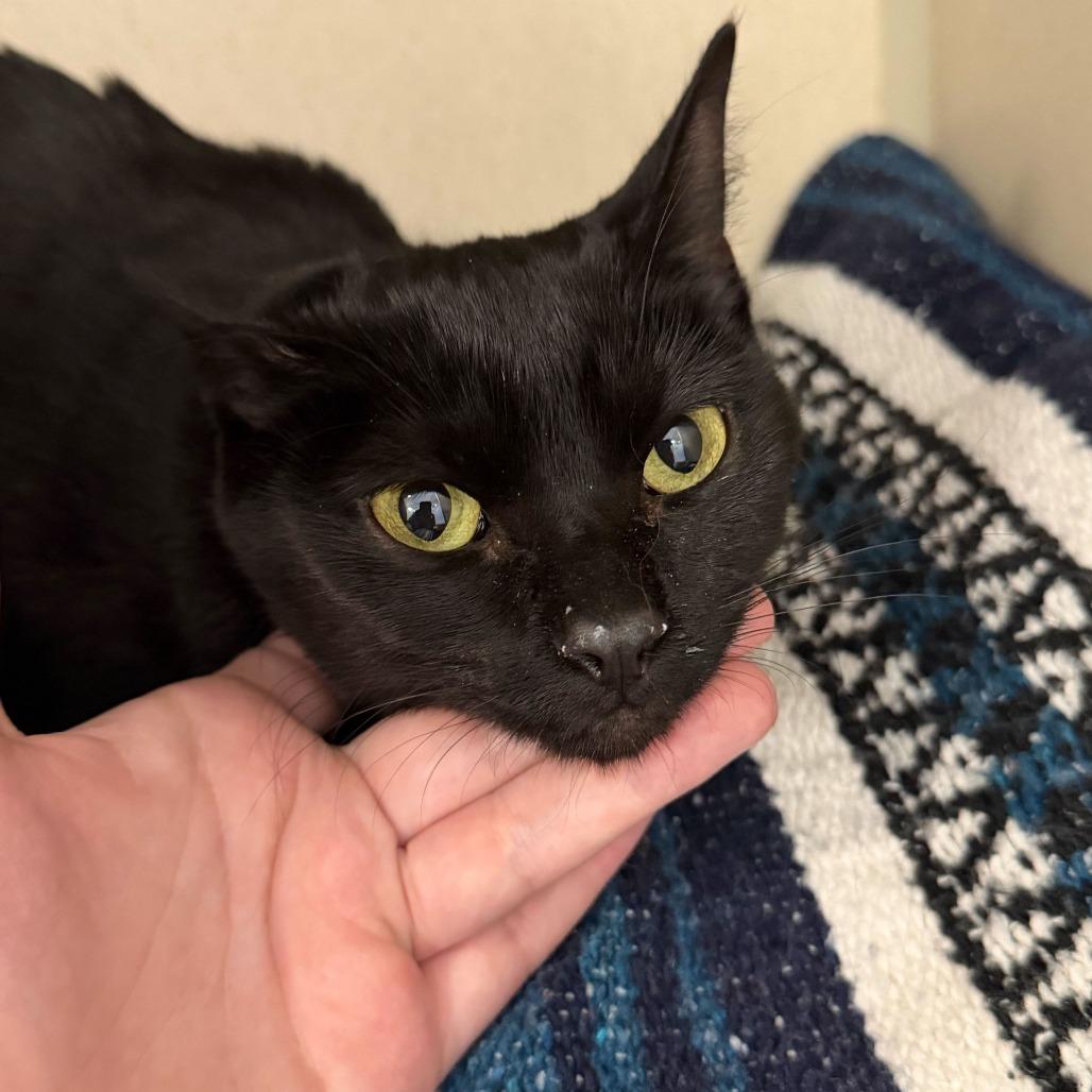 Fall, a Adoptable Domestic Short Hair in Rifle, CO image 2/3
