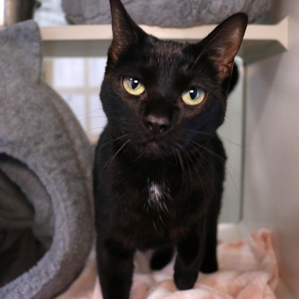 Fall, a Adoptable Domestic Short Hair in Rifle, CO image 3/3