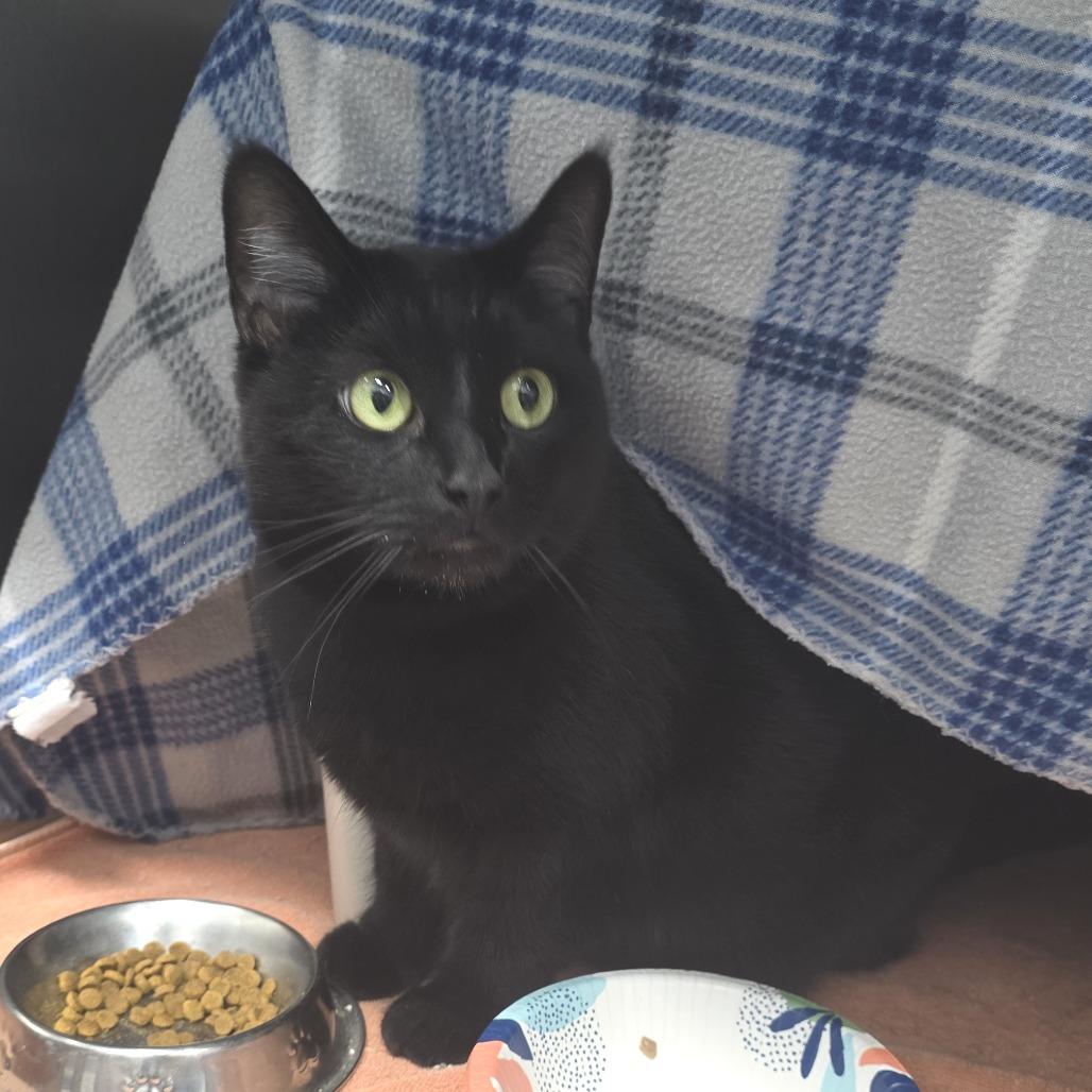 Athens, Adoptable, Senior Female Domestic Short Hair.