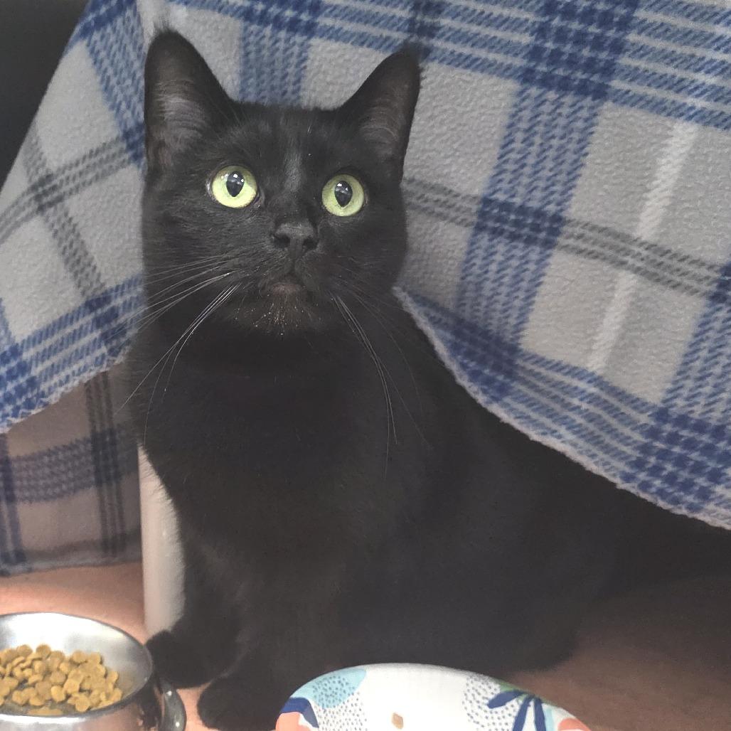 Enlarge Athens, a Adoptable Domestic Short Hair in Fort Wayne, IN image 2/5