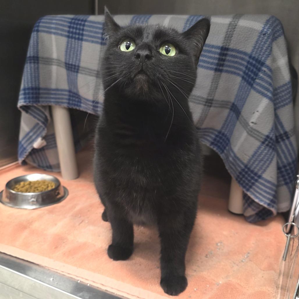 Enlarge Athens, a Adoptable Domestic Short Hair in Fort Wayne, IN image 3/5