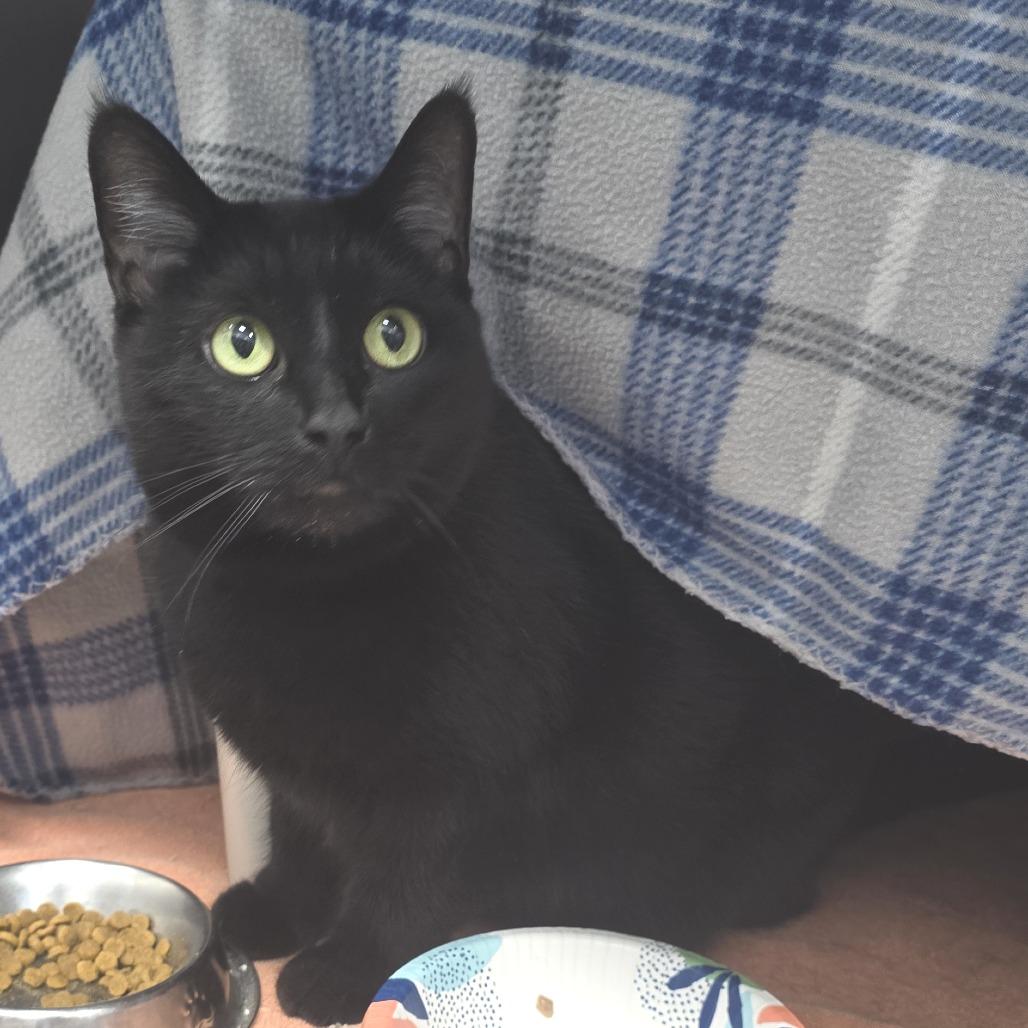 Enlarge Athens, a Adoptable Domestic Short Hair in Fort Wayne, IN image 4/5