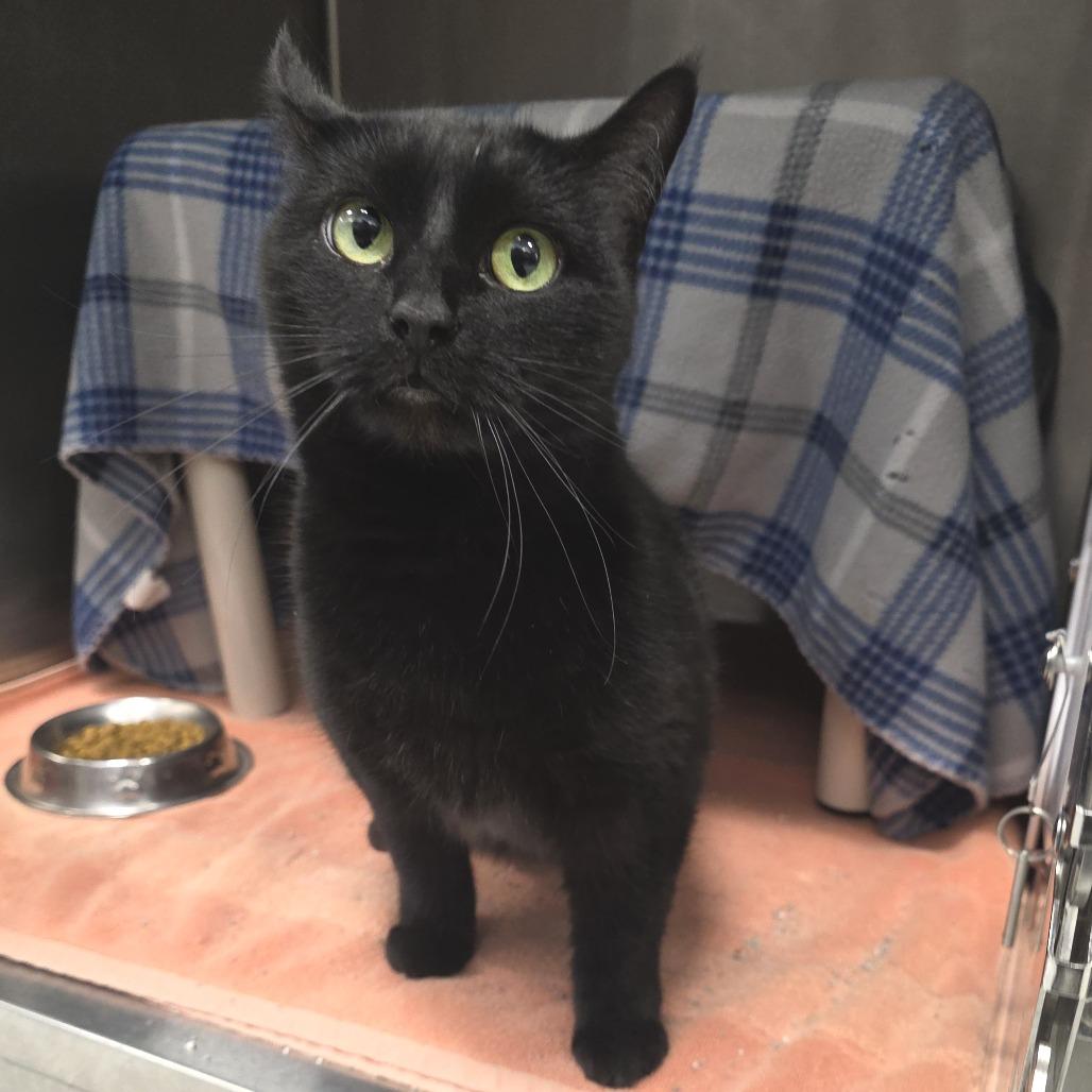 Enlarge Athens, a Adoptable Domestic Short Hair in Fort Wayne, IN image 5/5