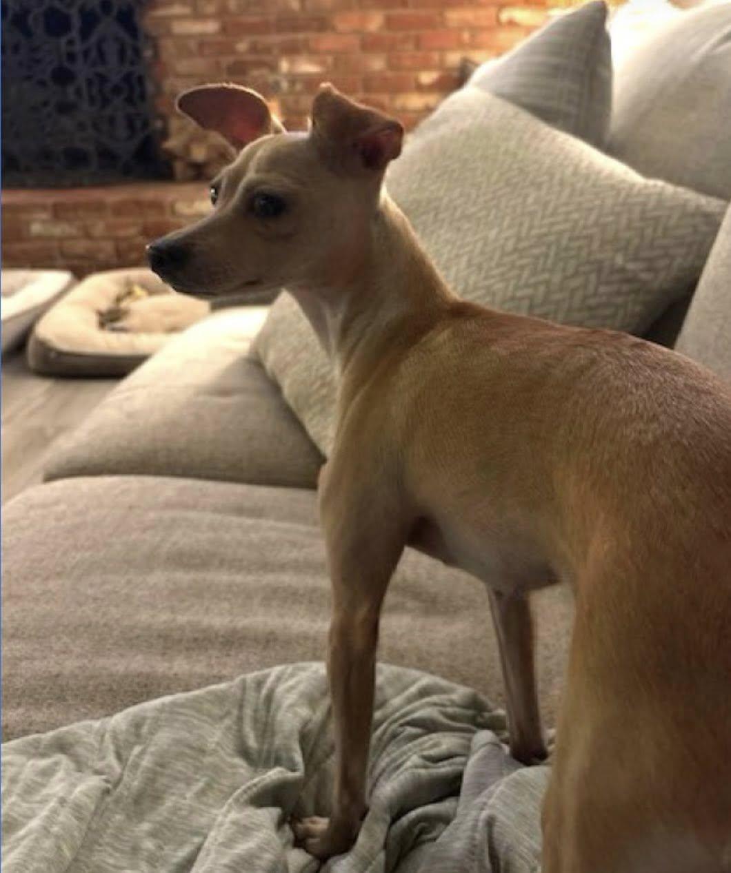 Lucy, ADOPTABLE, Adult Female Chihuahua.