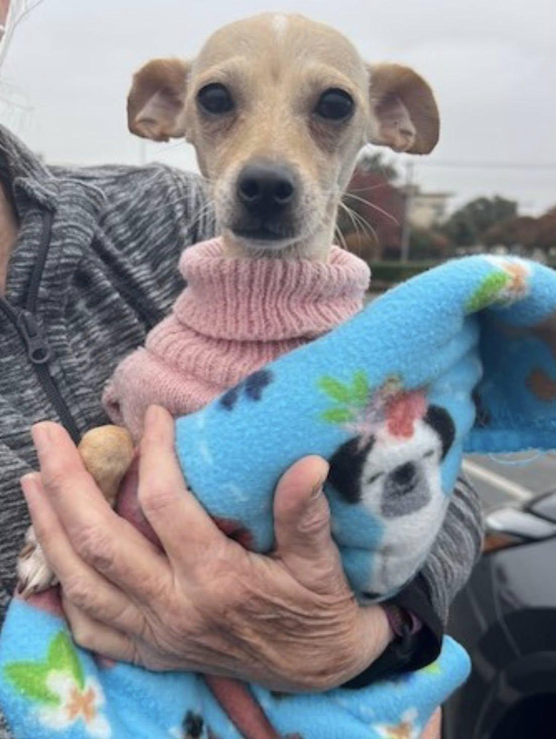 Enlarge Lucy, a ADOPTABLE Chihuahua in Appleton, WI image 2/2